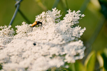 An insect on a white flower in a meadow and a sunny day
