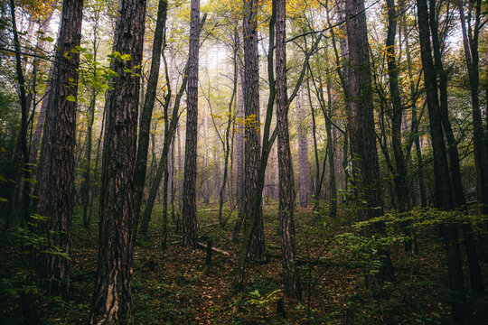 misty autumn forest in the morning © babaroga