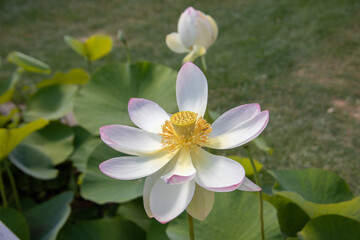 Fototapeta na wymiar lotus flower