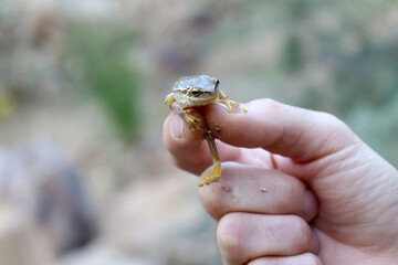 A small frog among hand fingers