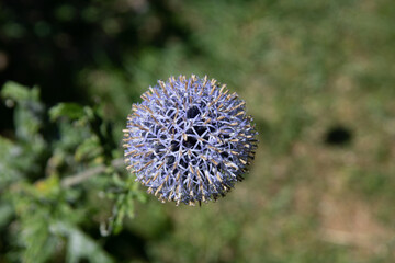 globe thistle