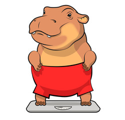 hippopotamus stands on the scales