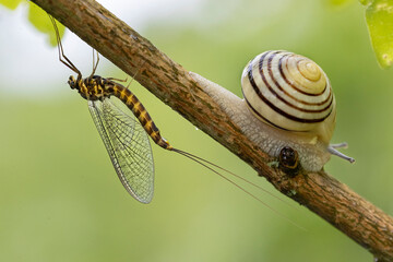 mayfly © Fabrizio Moglia