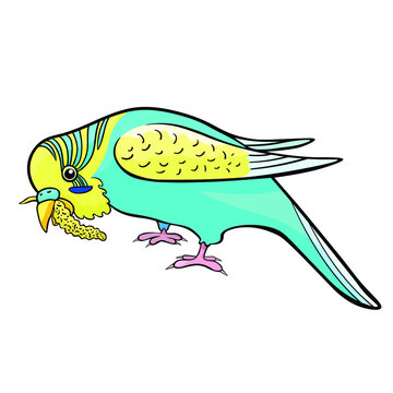 teal budgie eating, cartoon style clip art preview