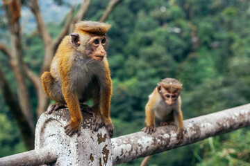 Two macaques sitting on a rock and asking for food