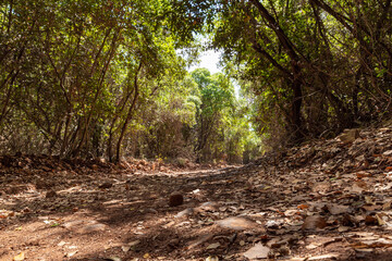 Fototapeta na wymiar The forest at the foot of the hill on which the ruins of the Monfort fortress are located, not far from the city of Shlomi, in the Galilee, in northern Israel