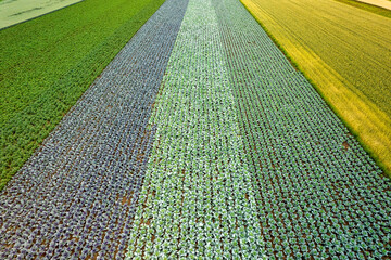 Kolorowe pola uprawne widziane z góry, rolniczy krajobraz polskiej wsi. 


