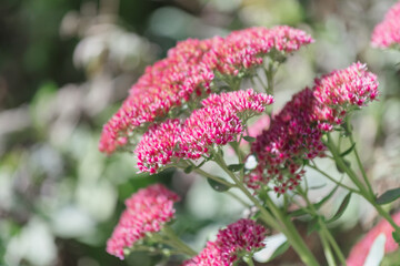 Flowering sedum stonecrop, an autumn pink dried flower in inflorescences. Growing garden plants and flowers