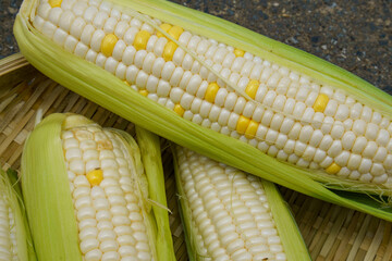 高糖度の生食用ホワイトコーン