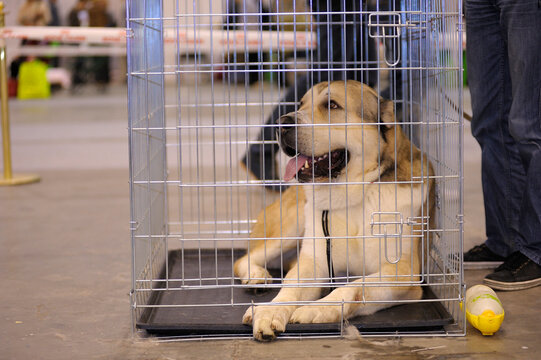 Dog of alabay breed lying in a kennel, owner legs standing near