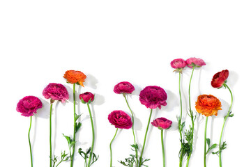 Pink, orange, red flowers buttercups on a white background with space for text. Top view, flat lay - obrazy, fototapety, plakaty
