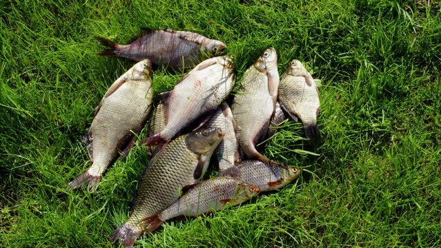 Fisherman hand throwing freshwater fish onto grass. Crucian and common carps, breams, just caught in river or lake, twitching on lawn. Fishing process, haul, hobby, fishery, angling