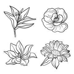 Vector line black illustration graphics flowers set: lily, poppy, magnolia, sunflower with colors stains.