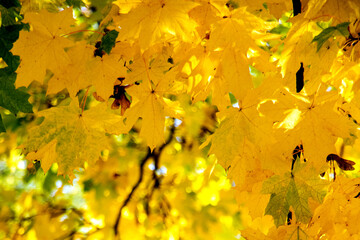 yellow maple leaves