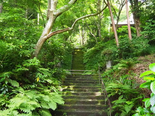 Obraz premium 苔むした美しい階段