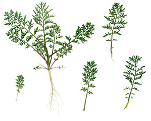 Isolated Pressed and dried leaf on white background. Set of herbs