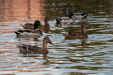 Wild mallard ducks (Anas platyrhynchos) swim in the water
