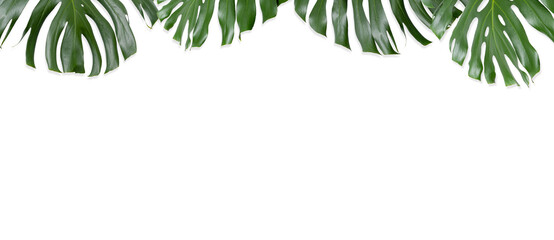 monstera plant leaves on white wall, banner