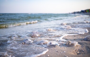 Dead jellyfish lie on a sandy shore signed by water on the Sea of Azov