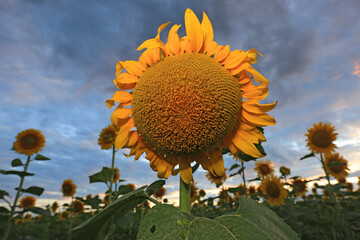 sunflower on farm field