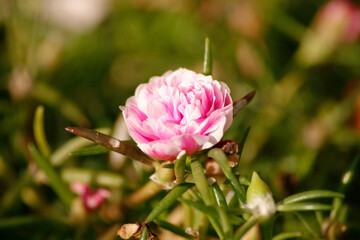 pink rose in the garden