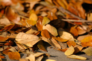 autumn leaves on the ground