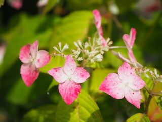 Fototapeta premium 美しい紫陽花のクローズアップ