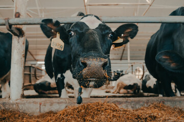 A modern farm with dairy cows. Goldstein breed. Breeding cows, cattle breeding. The cow looks at...