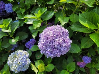 Flowers on trees with leaves