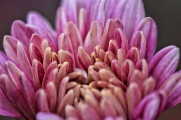Close Up Of Chrysanthemum