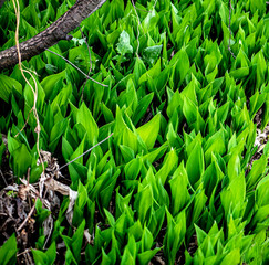 bright beautiful background of green lily-of-the-valley leaves