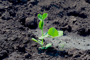 Young pea sprout in open field. Green seedling from the soil. The concept of agriculture and natural healthy food. peas grow in the garden. Beautiful close-up of fresh peas and pea pods.