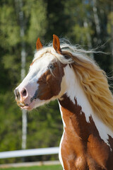 Pinto tinker horse