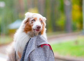 Cute dog with rucksack