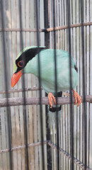 bird in cage