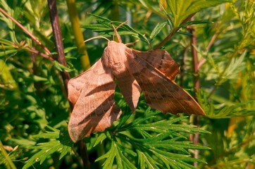 leaf on the grass