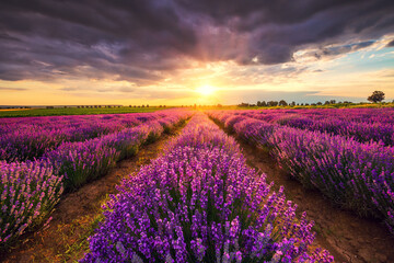 Lavender field in Provence, blooming flowers during sunset