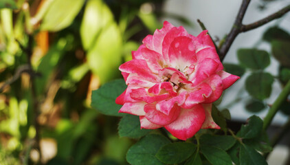 red rose flower