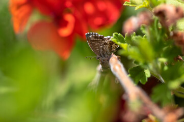 Cacyreus marshalli - Geranium bronze - Brun des pélargoniums