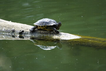 European pond turtle (Emys orbicularis) family Emydidae. Location: Hannover – Herrenhausen, Germany.