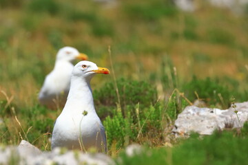 Yellow-legged gull (Larus michahellis), sea gull posing on the rock. Nice weather. Beautiful sunny day.