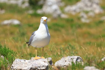 Yellow-legged gull (Larus michahellis), sea gull posing on the rock. Nice weather. Beautiful sunny day.