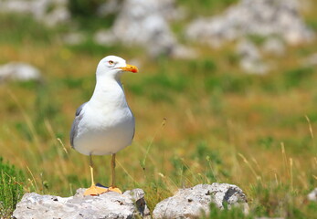 Yellow-legged gull (Larus michahellis), sea gull posing on the rock. Nice weather. Beautiful sunny day.
