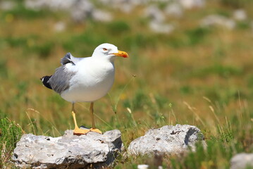 Yellow-legged gull (Larus michahellis), sea gull posing on the rock. Nice weather. Beautiful sunny day.