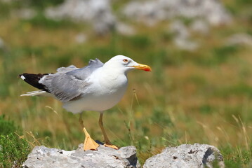 Yellow-legged gull (Larus michahellis), sea gull posing on the rock. Nice weather. Beautiful sunny day.
