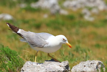 Yellow-legged gull (Larus michahellis), sea gull posing on the rock. Nice weather. Beautiful sunny day.