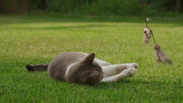 White tabby domestic shorthair cat hunting a mouse toy in the garden on the green grass
