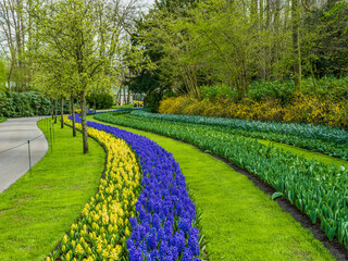 Winding rows of colorful tulips in Keukenhof garden, Lisse, Netherlands