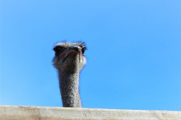 The head of an ostrich against a blue sky.