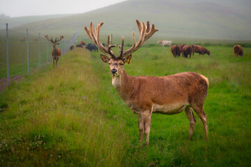 Farmed Red Deer Stag.  Red Deer are being farmed for venison in north Northumberland, England - obrazy, fototapety, plakaty